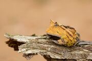 Surinam Horned Frog.jpg