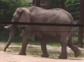Toledo Zoo Elephants.png (870 KB)