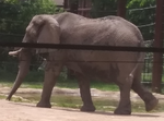 Toledo Zoo Elephants