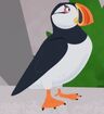 Atlantic Puffin