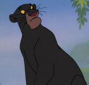 Bagheera in the jungle