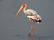 Dscn5281 0.jpg