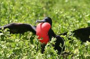Frigatebird, great.jpg
