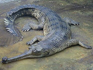 Indian Gharial as Buttercup