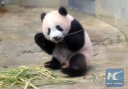 Giant panda cub