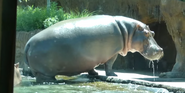 Memphis Zoo Hippo