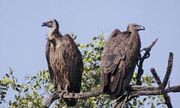 Noah's Ark Vultures Ducks WoodpeckersTeals Hawks Gulls Jays Titmouses Owls Robins Herons Grebes Hummingbirds Terns Warblers Grosbeaks Gooses Eagles Bullfinchs.jpg