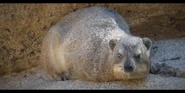 San Diego Zoo Hyrax.png (2.35 MB) Rock Hyrax
