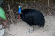 Southern Cassowary as Spiteful Breakvan