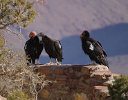 Three baby California condors