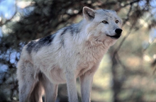 Tundra wolf 6.png