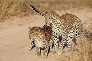 African Leopard and Leopardess
