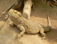 Central Bearded Dragon