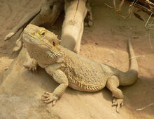 Bearded dragon4.jpg