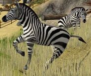 Plains Zebra/Burchell's Zebra