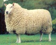 Cheviot Sheep