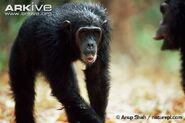 Common Chimpanzee as Roshan