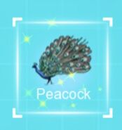 IMG dc peacock