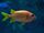 Yellowfin Soldierfish