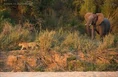 Leopards vs Elephants.jpg (11 KB)