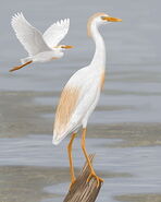 Male and female cattle egrets