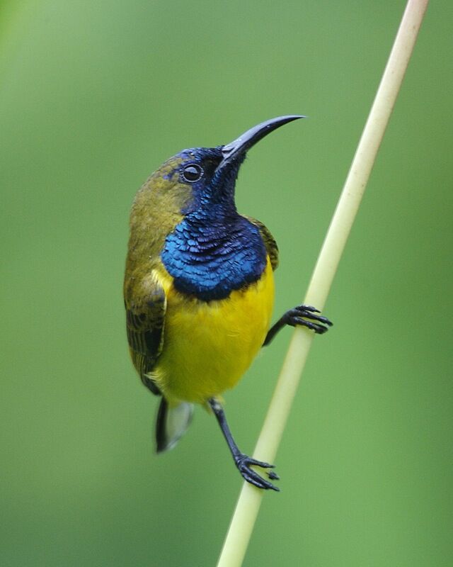 Olive-Backed Sunbird.jpg