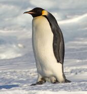 Emperor Penguin as Itself