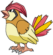 Pidgeotto rosemaryhillspokemonadventures