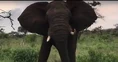 Pissed Off Deadly Elephant.jpg (7 KB)