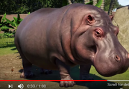Planet Zoo Hippo