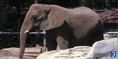 Rodger Williams Park Zoo Elephant.png (1.79 MB)
