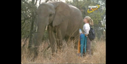 Scout's Safari Elephant