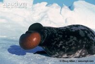 Seal, Hooded.jpg