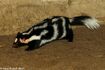 Eastern Spotted Skunk