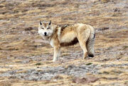 Tibetanwolf640.jpg