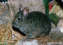 Volcano-rabbit.jpg