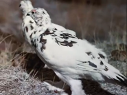 Willow Ptarmigan