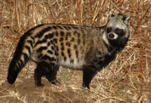 African Civet IMG 6918.jpg