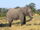 African Bush Elephantz