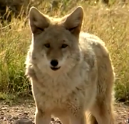 Animal Atlas Coyote