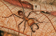 Ant, Army.png