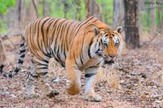 Bengal Tiger (V3)