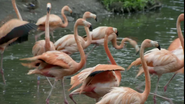 American Flamingo