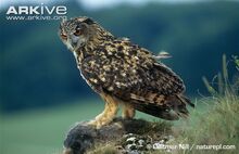 Eurasian-eagle-owl-with-marmot-prey.jpg