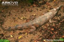 False-gharial-hauled-out-on-bank.jpg