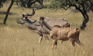 Greater Kudu Bull and Cow