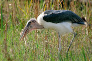 Marabou Stork as Ruffed Grouse