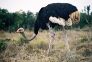 Southern Ostrich as Gallimimus