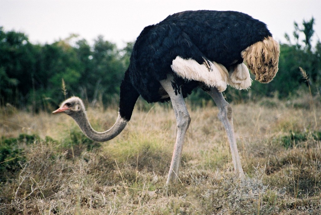 black-necked ostrich, Cape ostrich or South African ostrich is a subspecies...