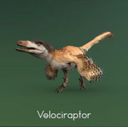 Velociraptor mongoliensis